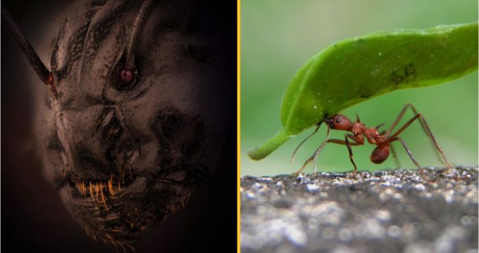 How does Ant face photo by Nikon in Photo Contest competition looks like?